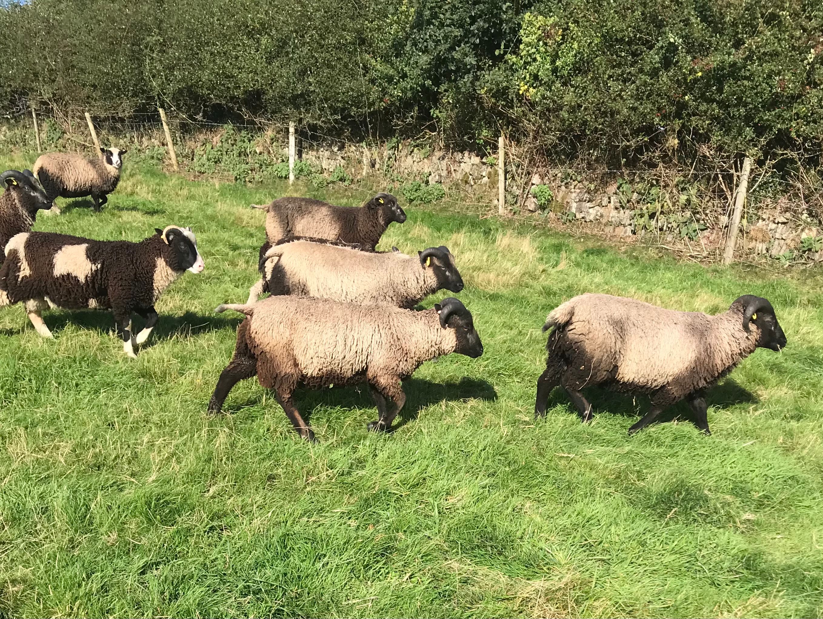Ram lambs