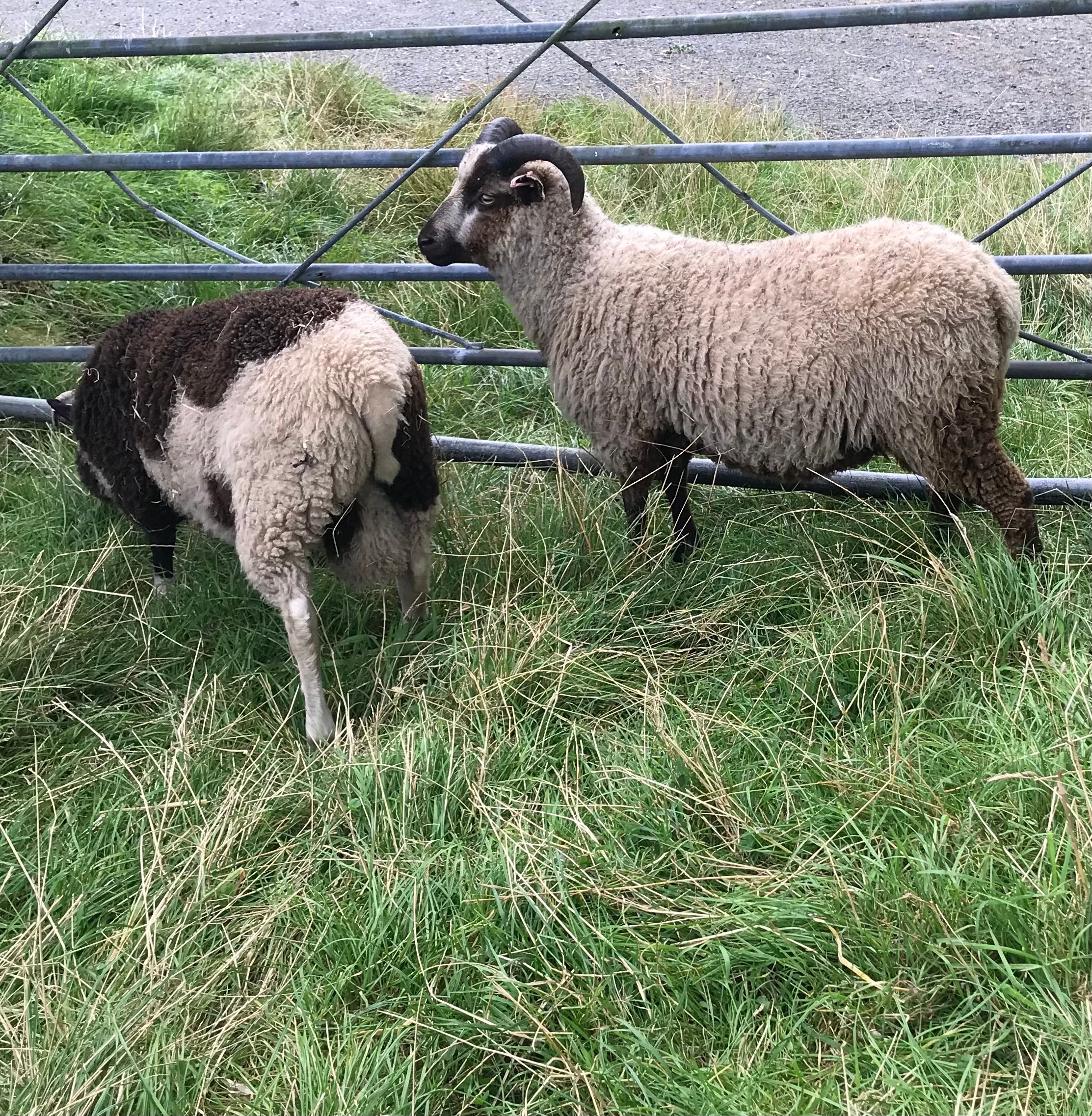 Ram lambs image 2