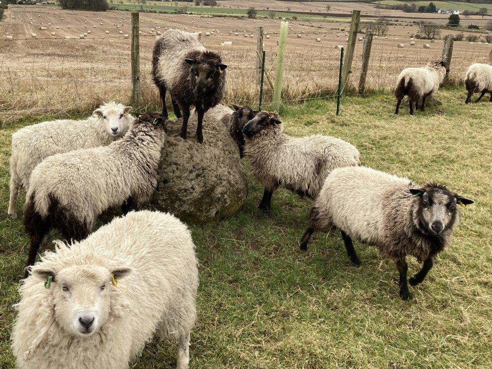 Gimmers for sale now and ewes and lambs later this summer image 1