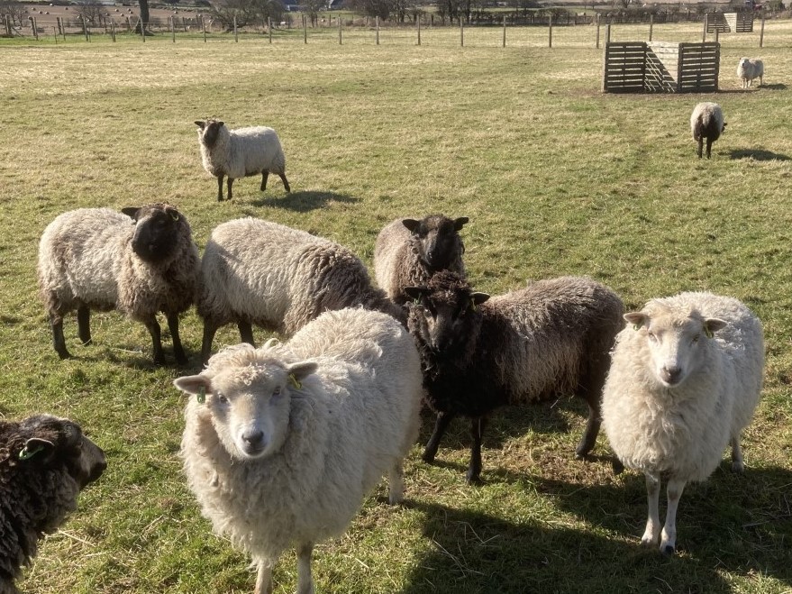 Gimmers for sale now and ewes and lambs later this summer image 2