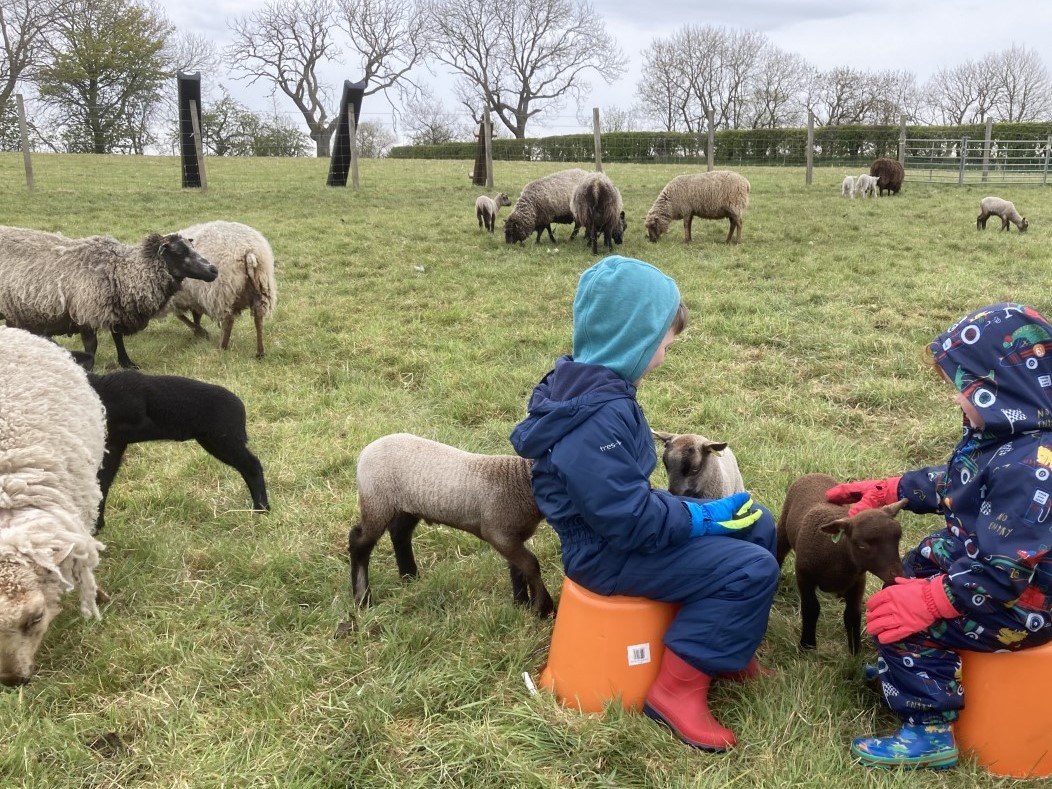 Gimmers for sale now and ewes and lambs later this summer image 3