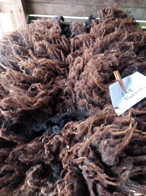 Shetland fleeces for sale image 1