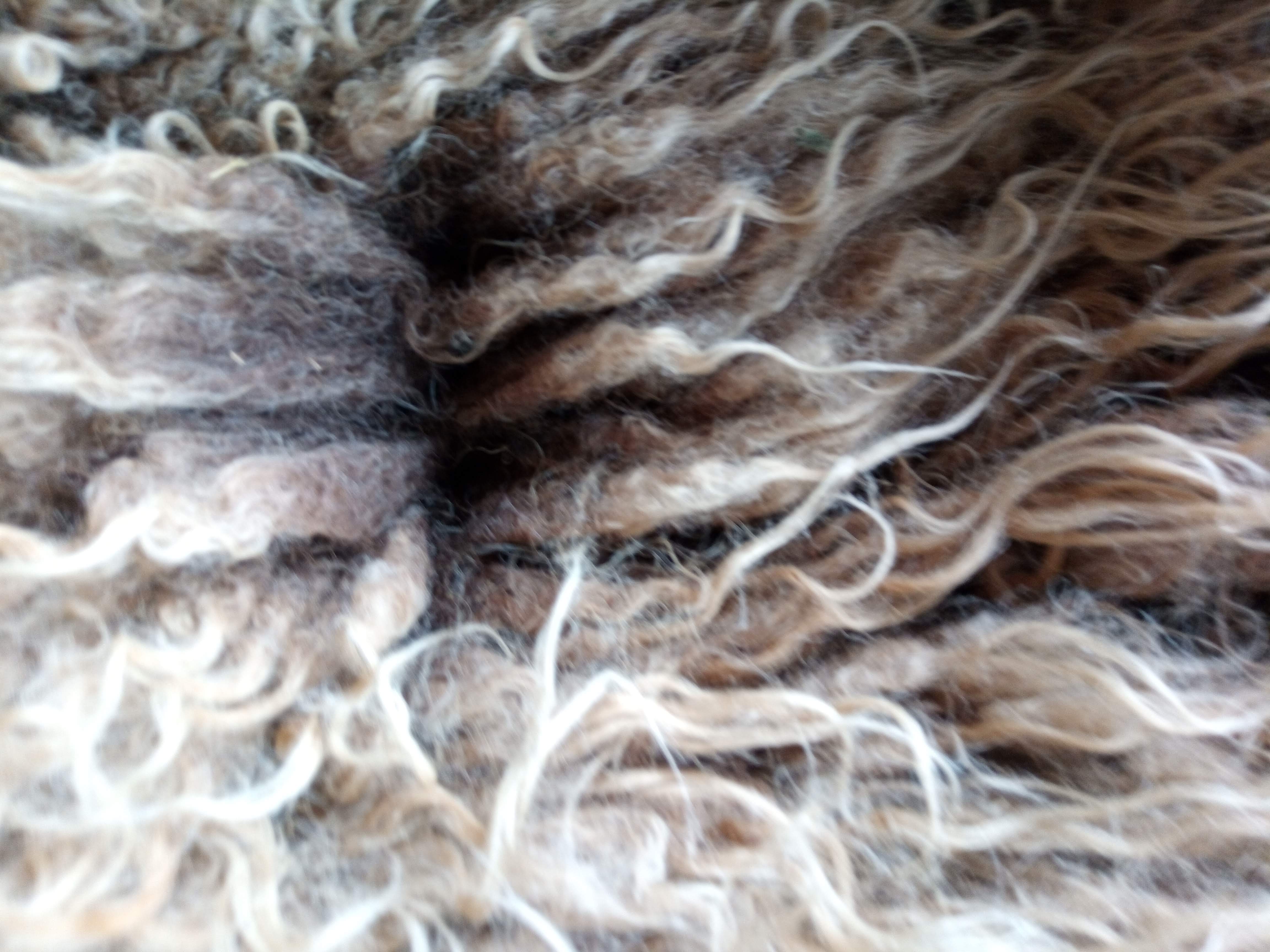 Shetland fleeces for sale image 2