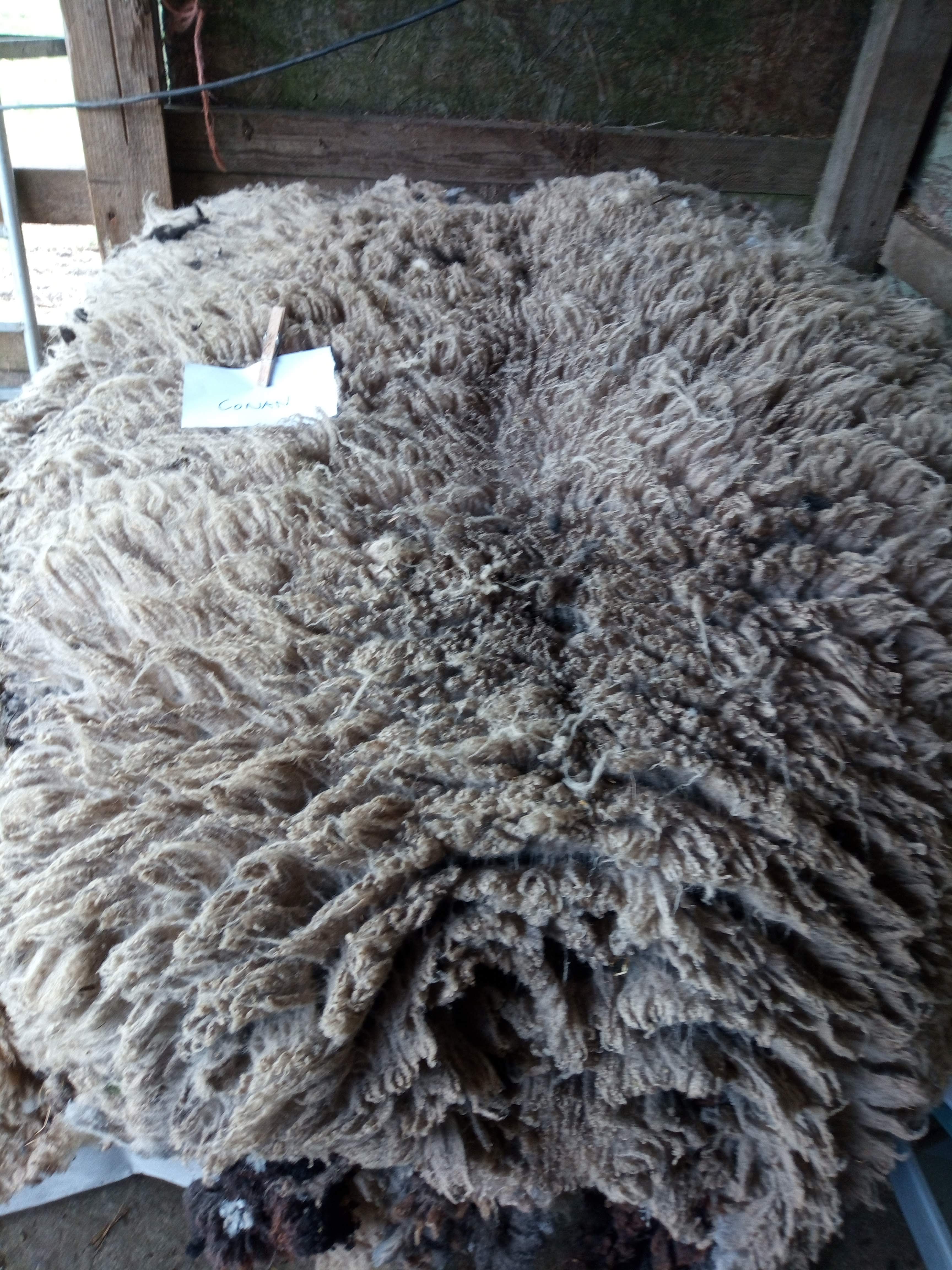 Shetland fleeces for sale image 3