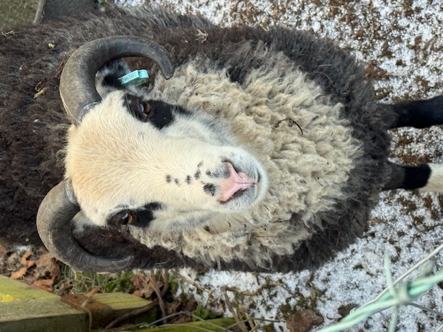 Shetland Tup for sale