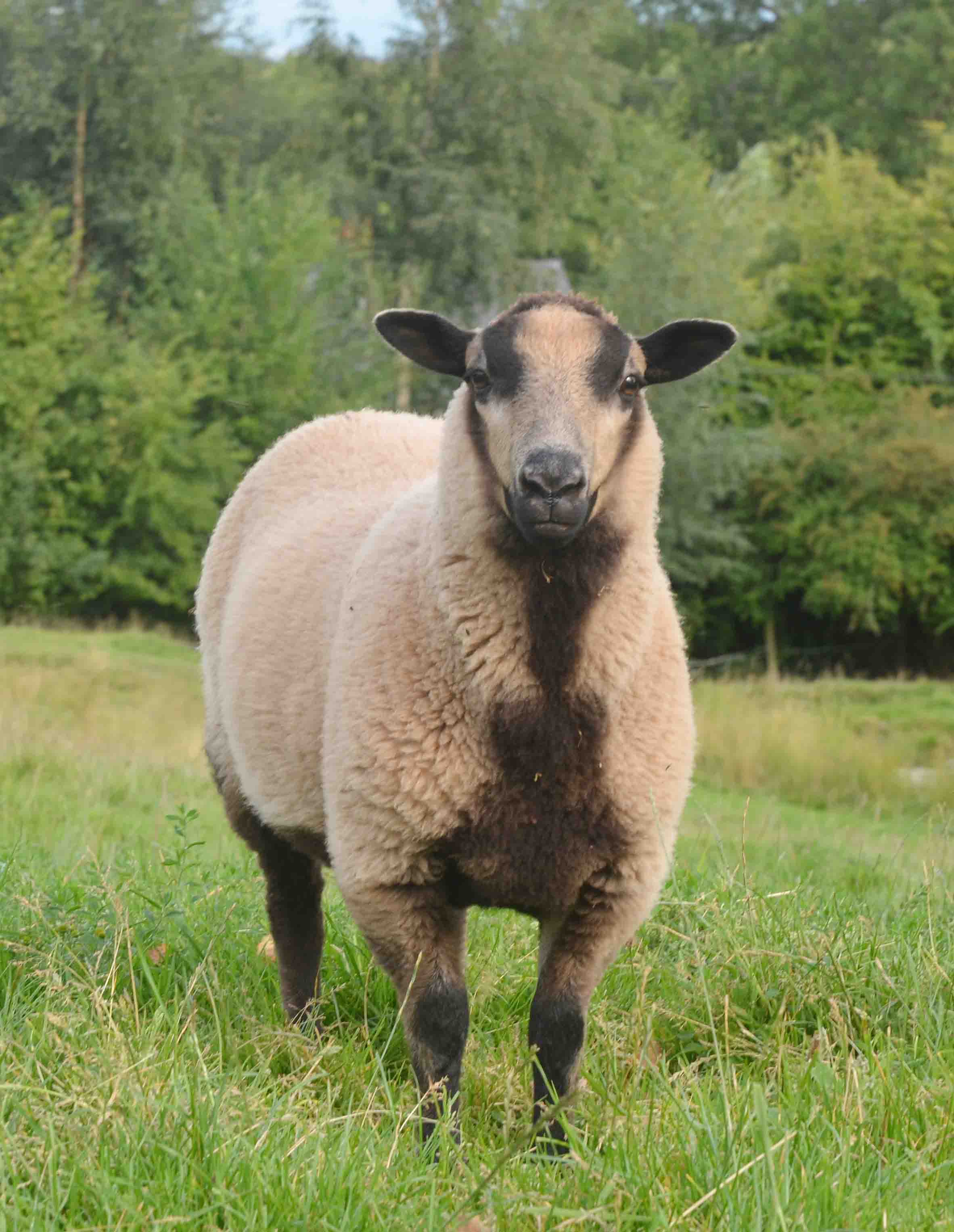 Katmoget ewe lambs for sale Shetland Sheep Society