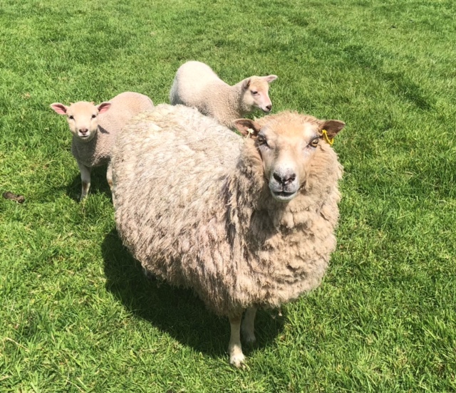 For Sale. Ewes with lambs at foot. image 1