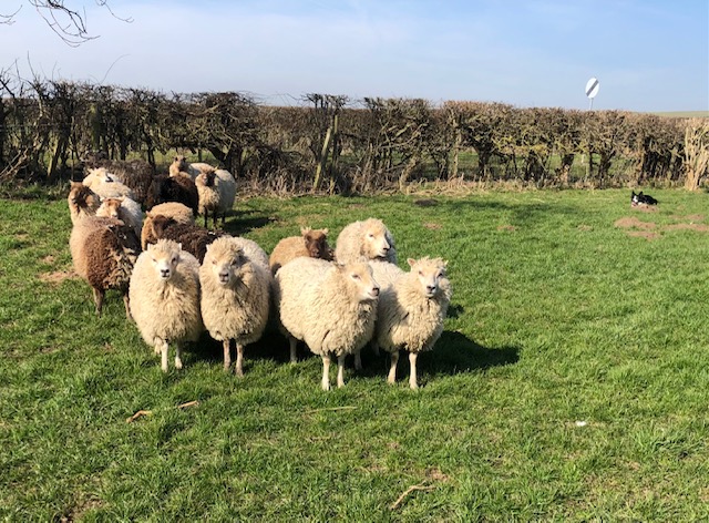 For Sale. Ewes with lambs at foot. image 2