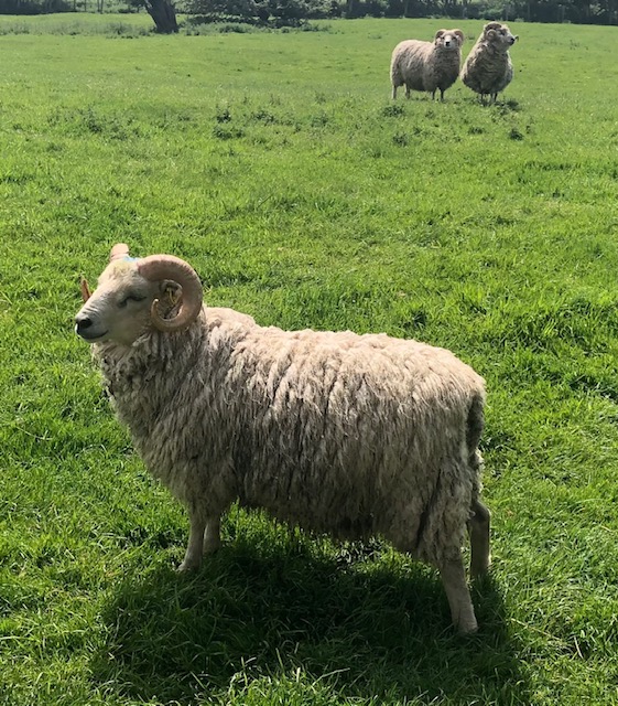 For Sale. Ewes with lambs at foot. image 3