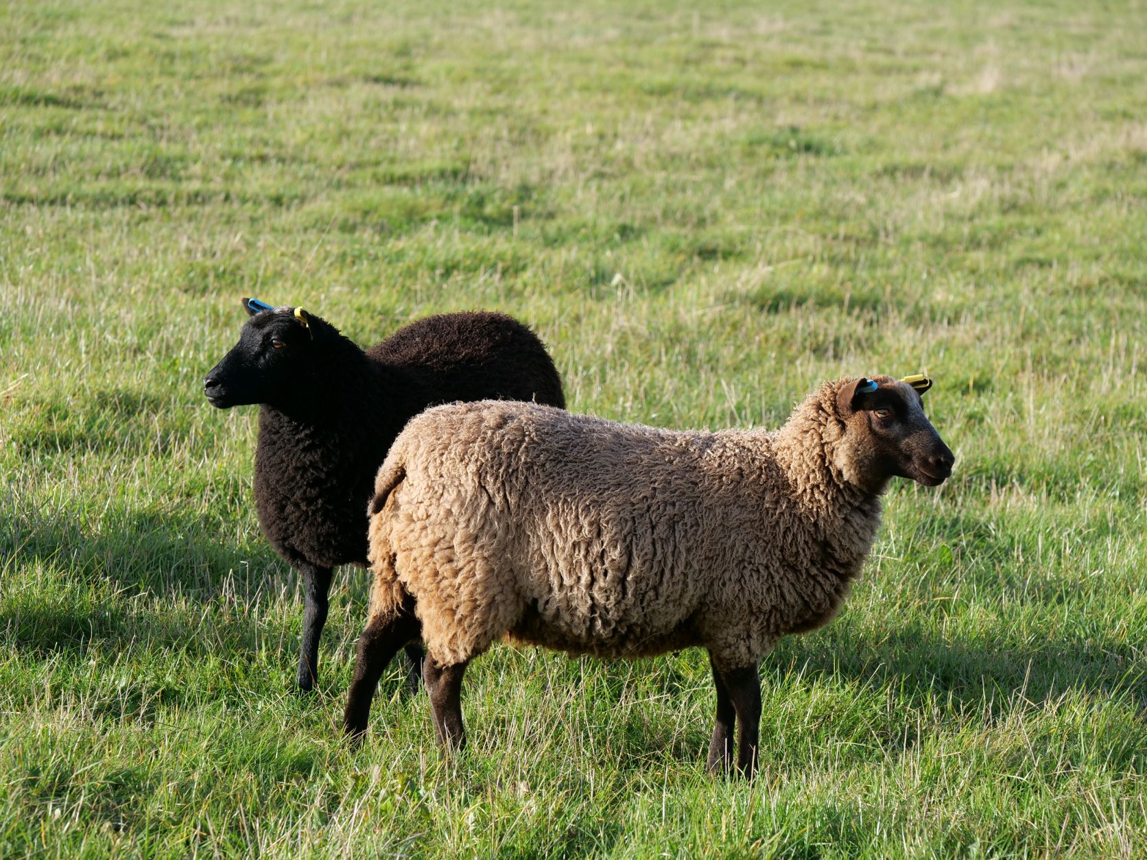 A selection of Shetland ewes and rams for sale image 3