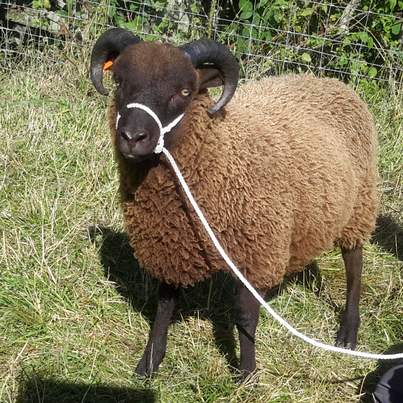 Ram and Ewe lambs for sale Shetland Sheep Society Ram and Ewe lambs for sale Shetland Sheep Society