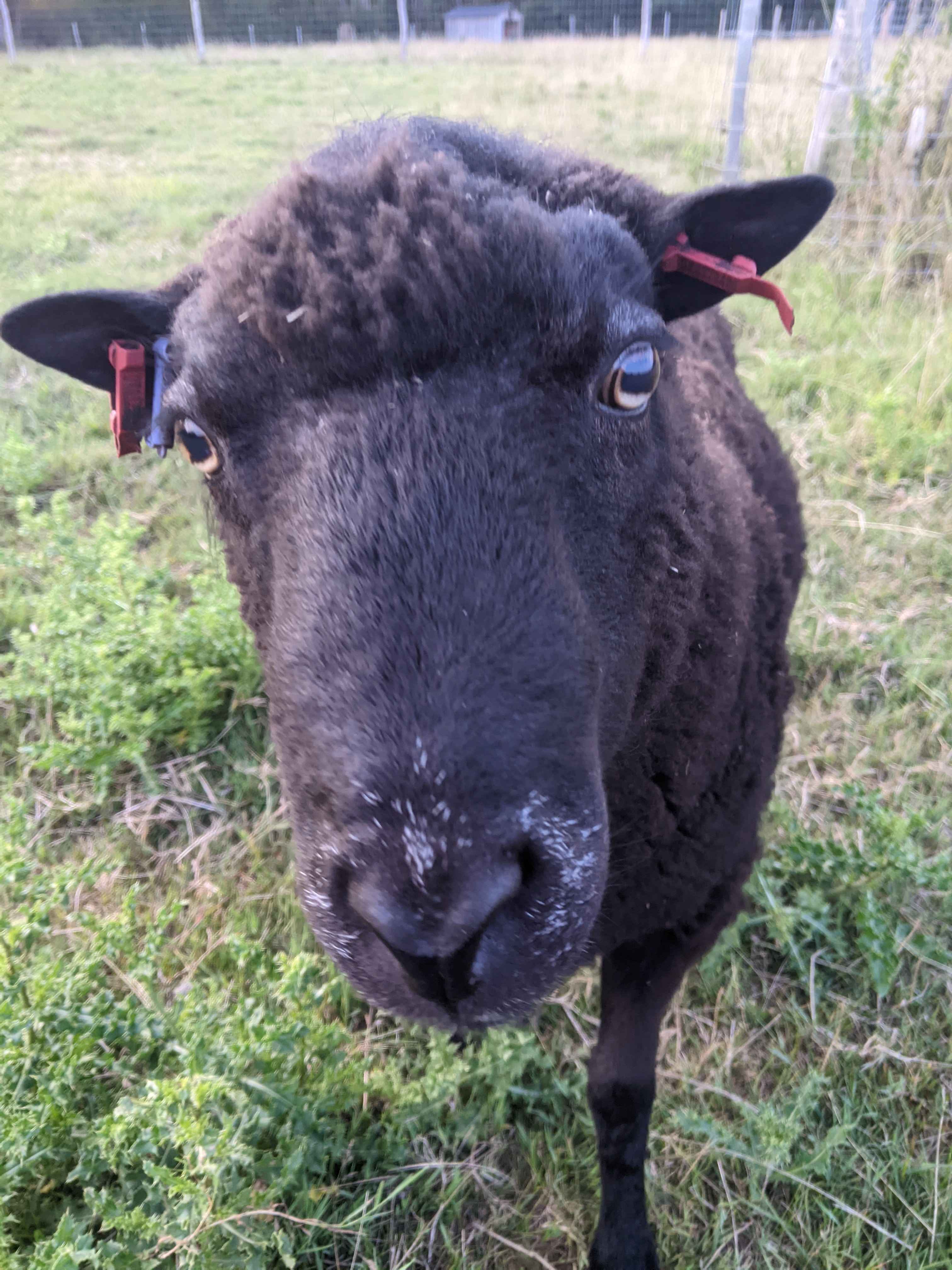 Black polled ram for sale | Shetland Sheep Society