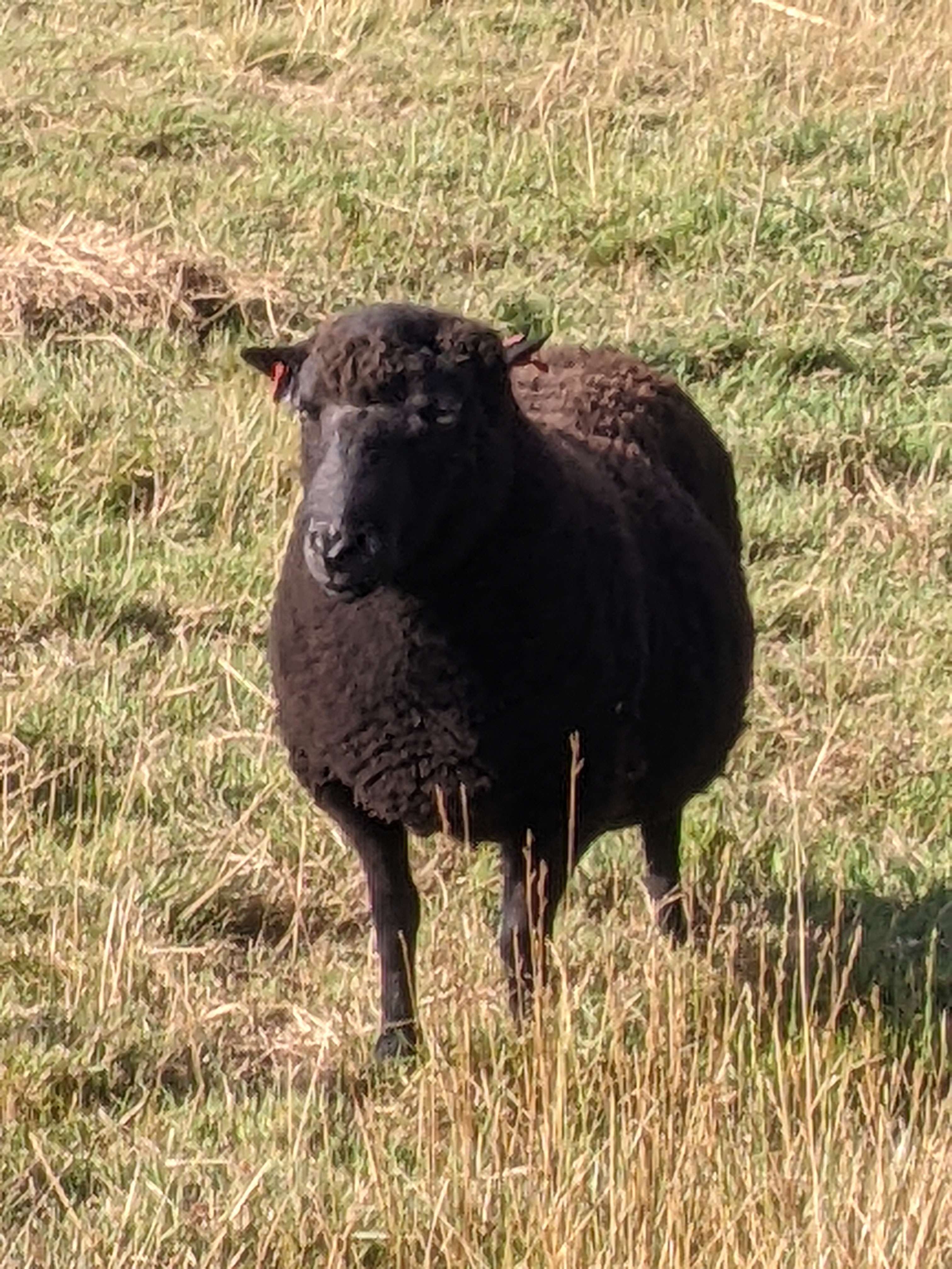 Black polled ram for sale | Shetland Sheep Society