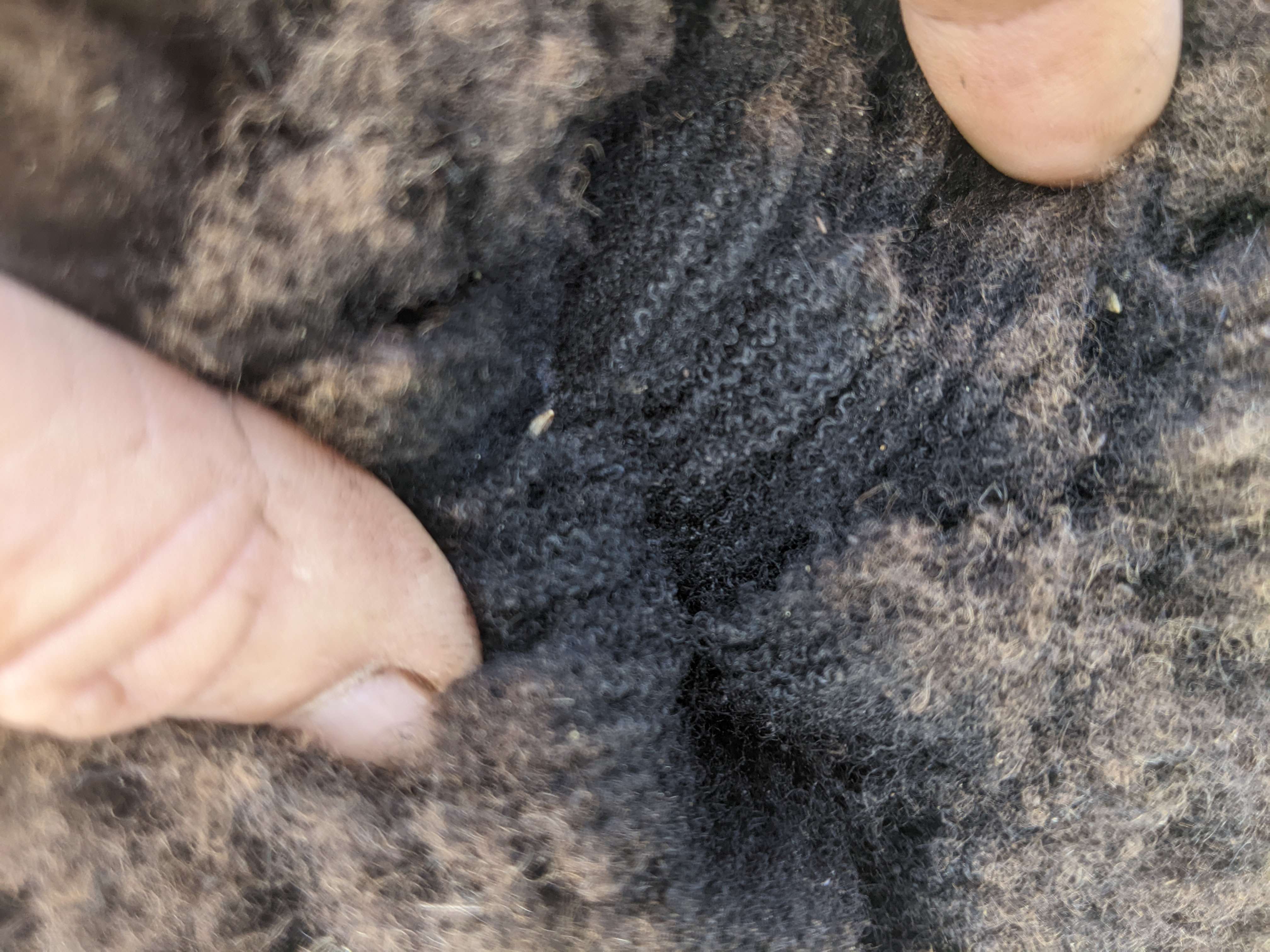 Black polled ram for sale | Shetland Sheep Society