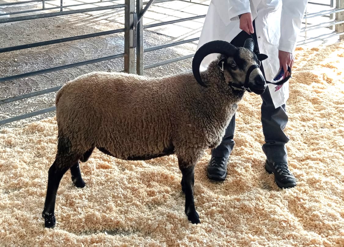 Shearling ram for sale