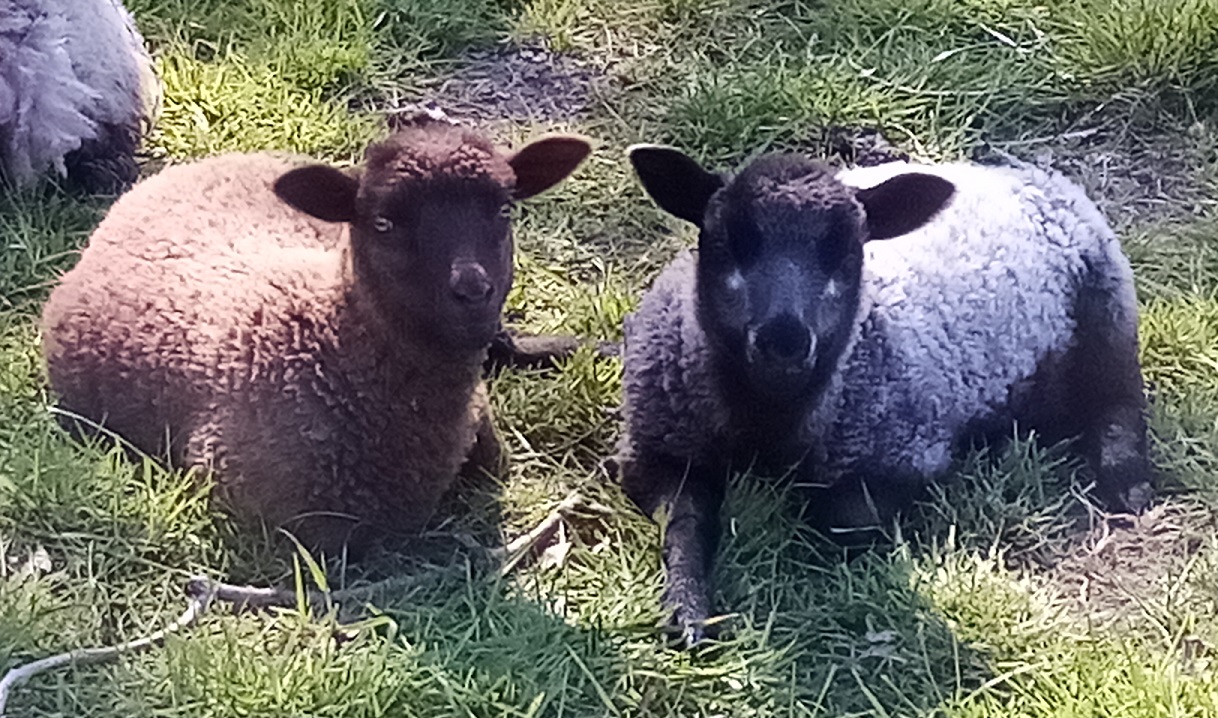 Shetlands of Penlon image 1