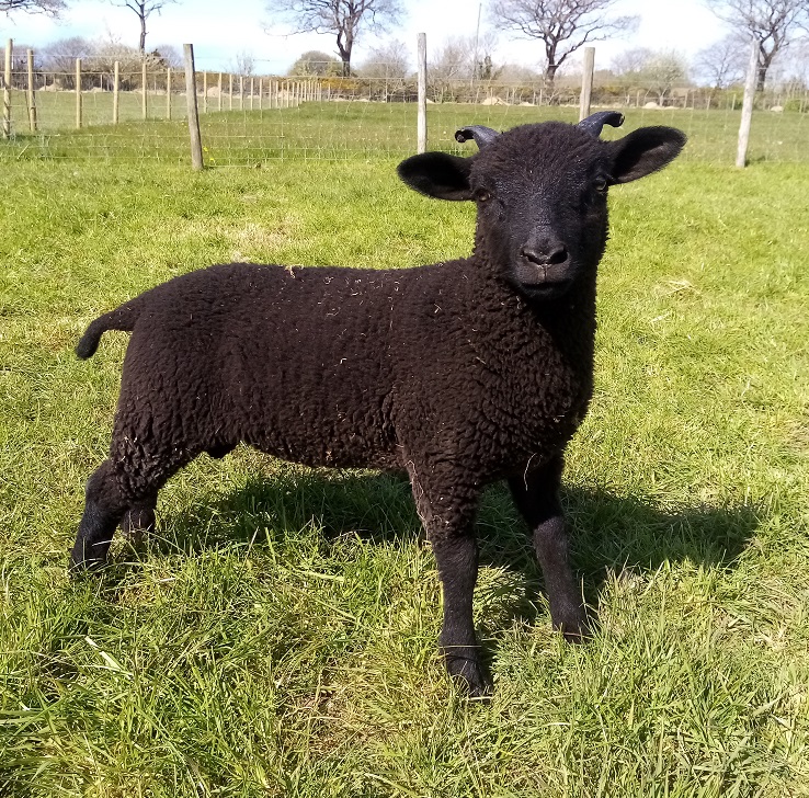 Shetlands of Penlon image 2