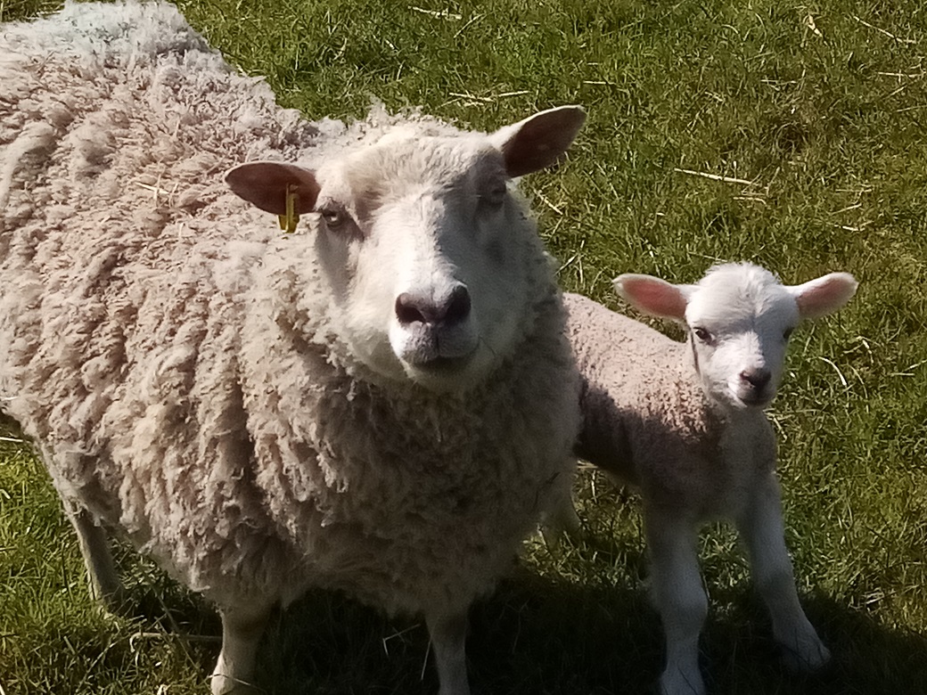 Shetlands of Penlon image 3