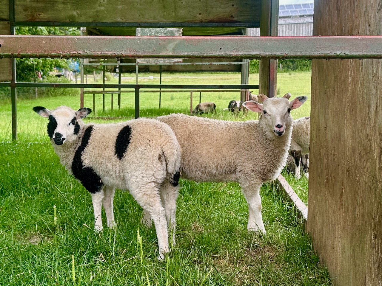 Apshill and Mandeville Flocks