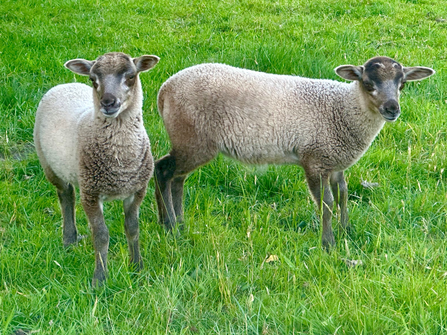 Apshill and Mandeville Flocks image 2