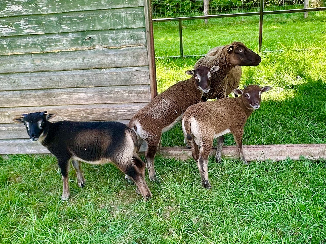 Apshill and Mandeville Flocks image 3