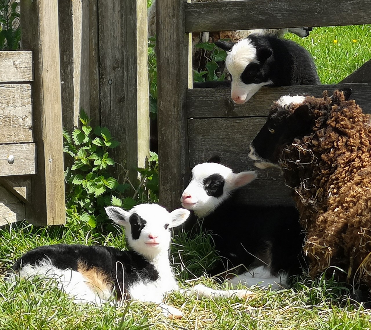 Starter flock of tupped Gorgeous coloured sheep for sale