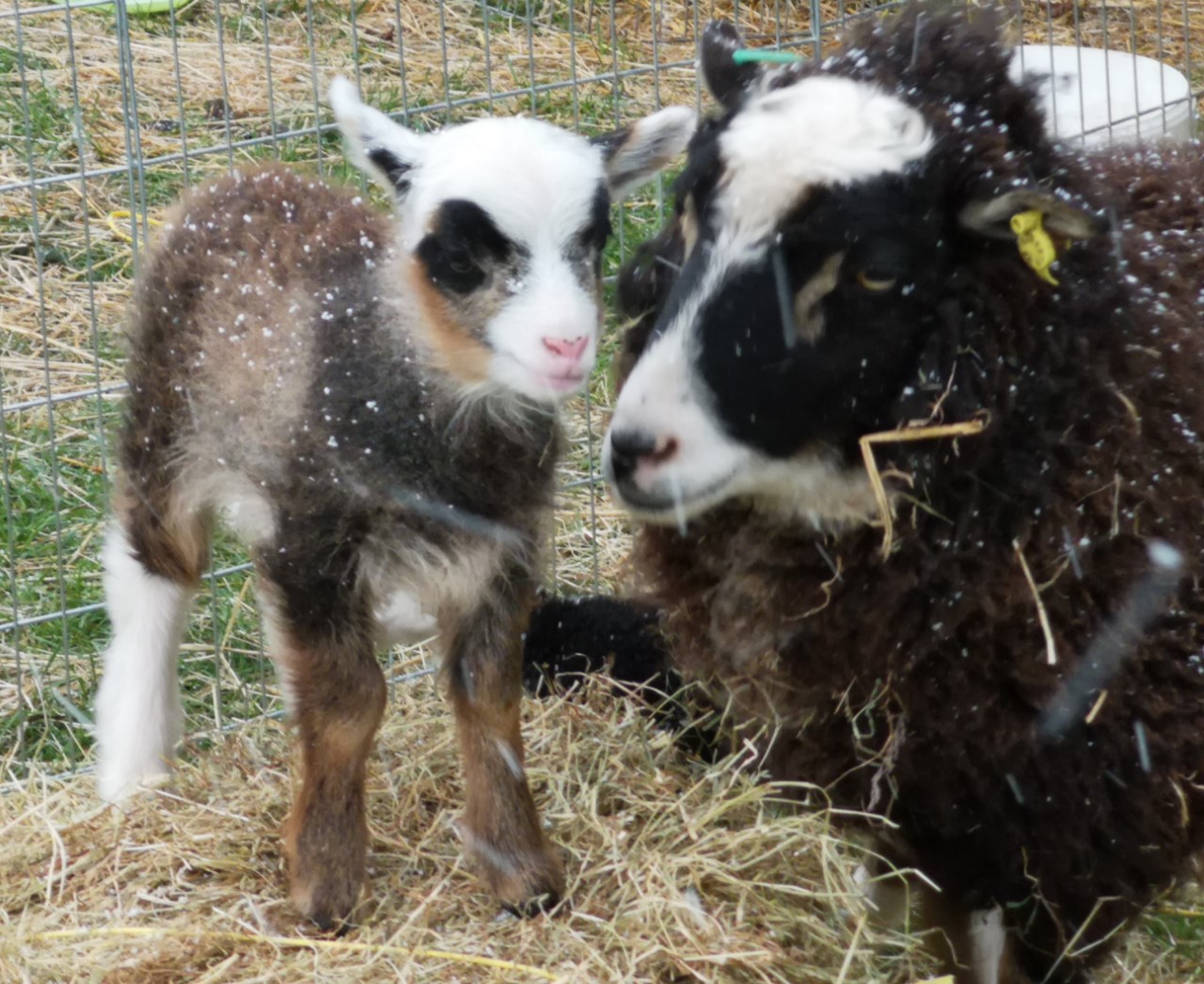 Starter flock of  tupped Gorgeous coloured sheep for sale image 3