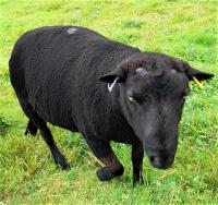 Shearling Ram for Sale image 1