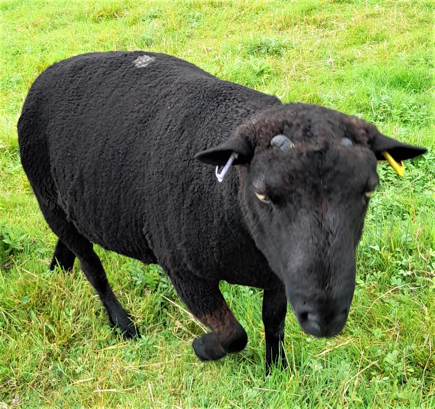 Shearling Ram for Sale image 2