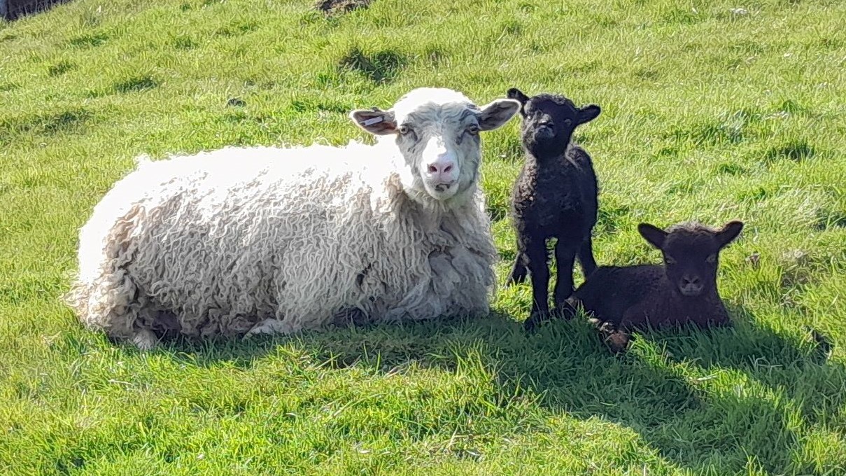 Tordyke Shetlands For Sale