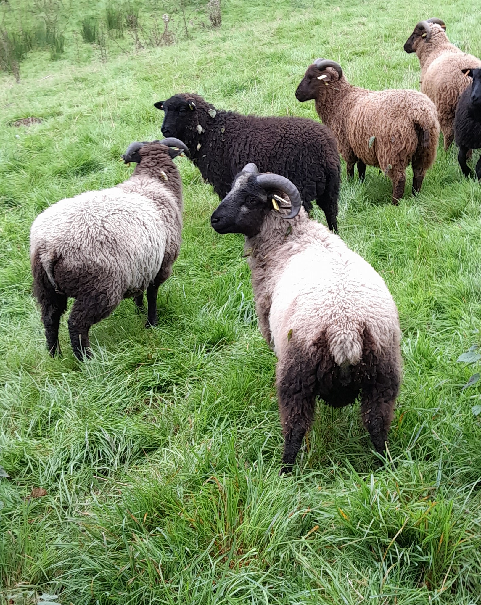 Tordyke Shetlands For Sale image 2
