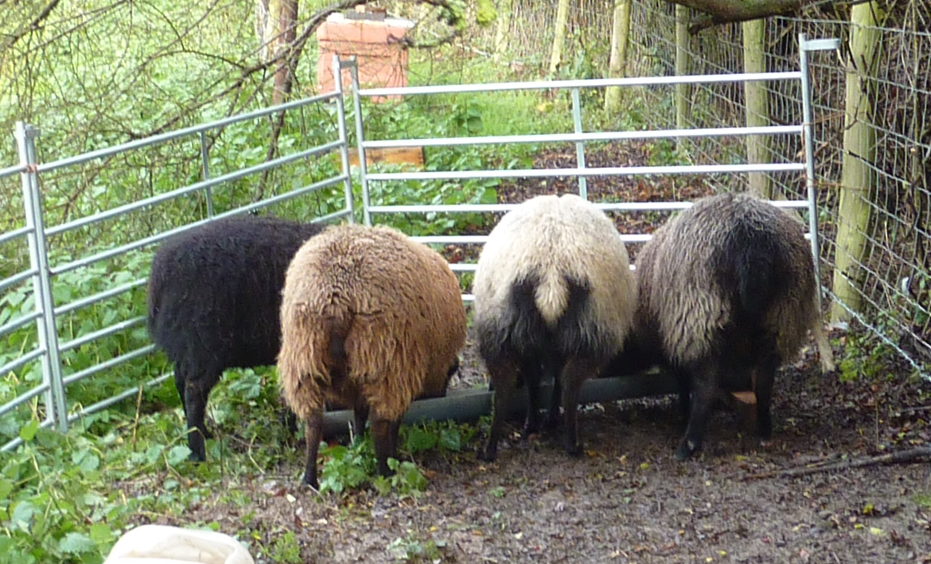 Tordyke Shetlands For Sale image 3