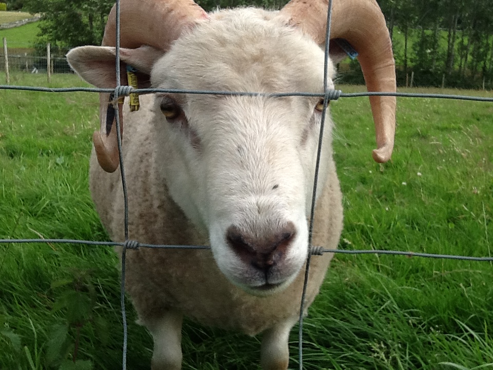 Shearling Ram Lamb For Sale (Bryn Hyfryd Flock) image 1