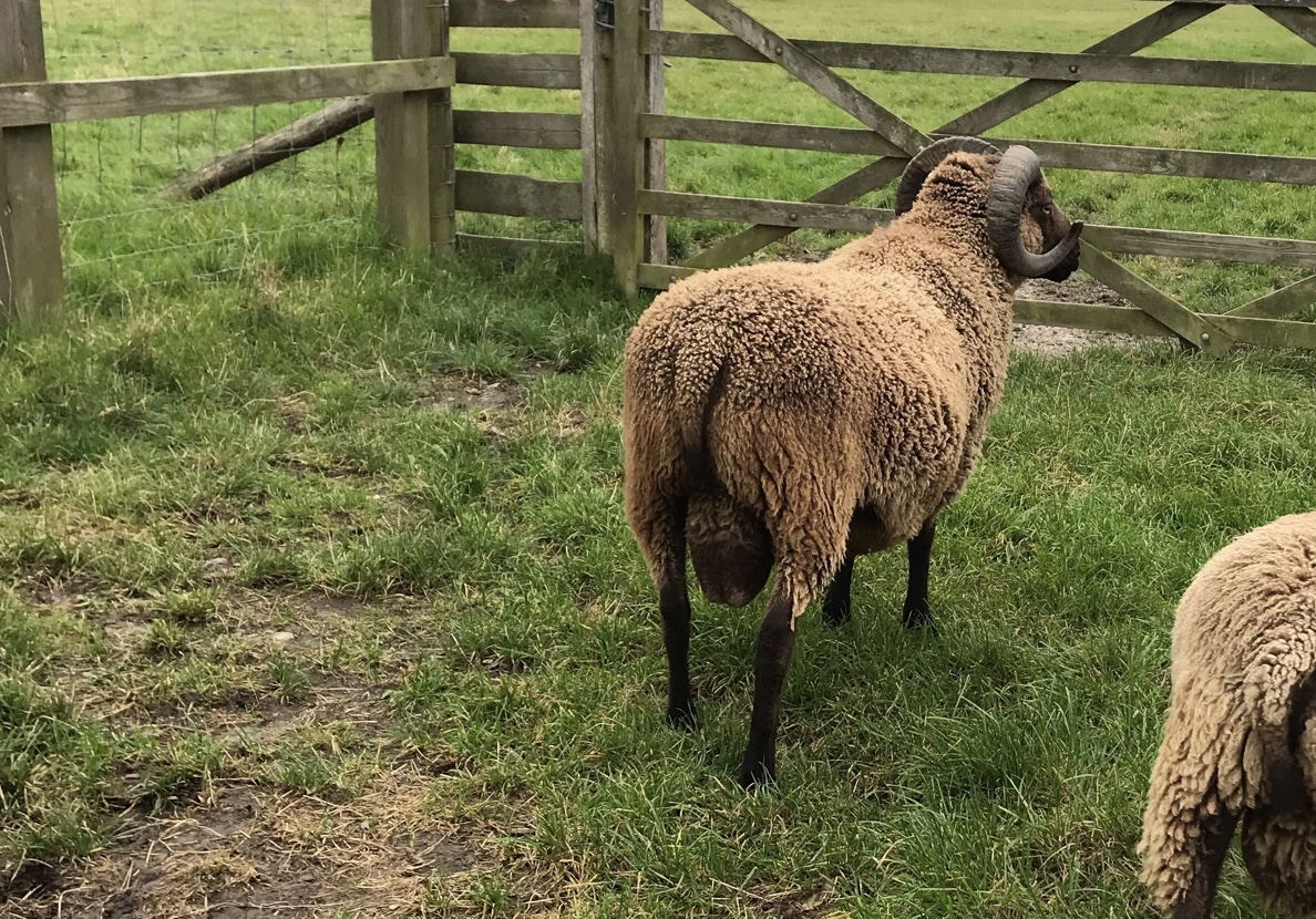 Moorit shearling Ram image 2