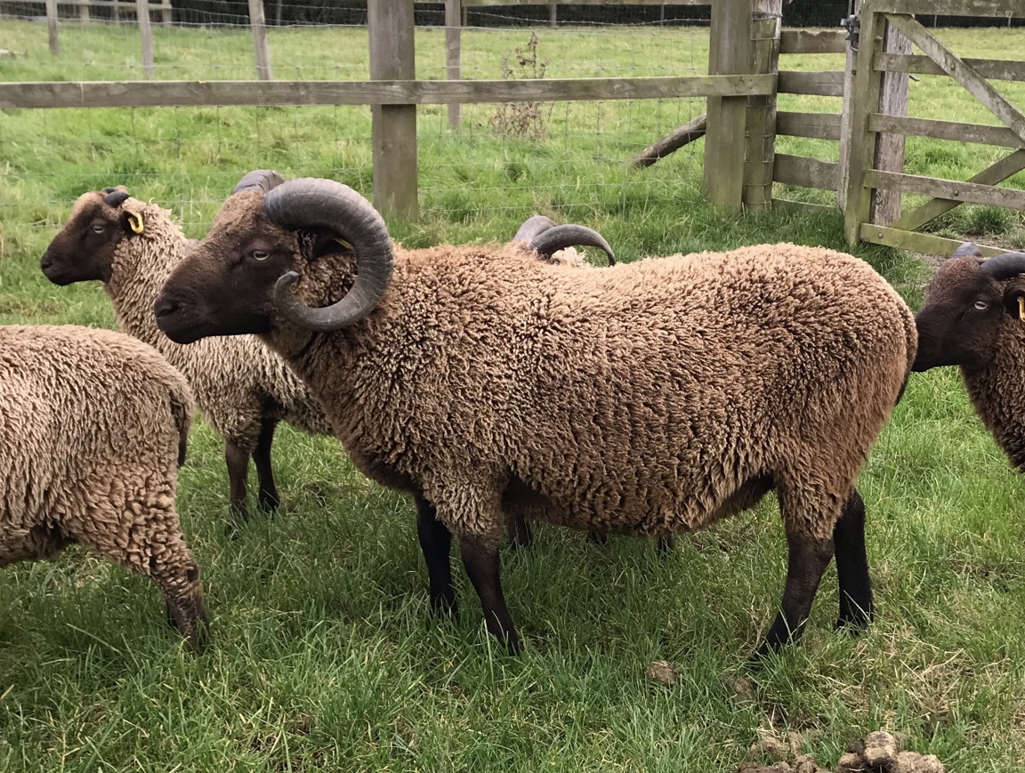 Moorit shearling Ram image 3