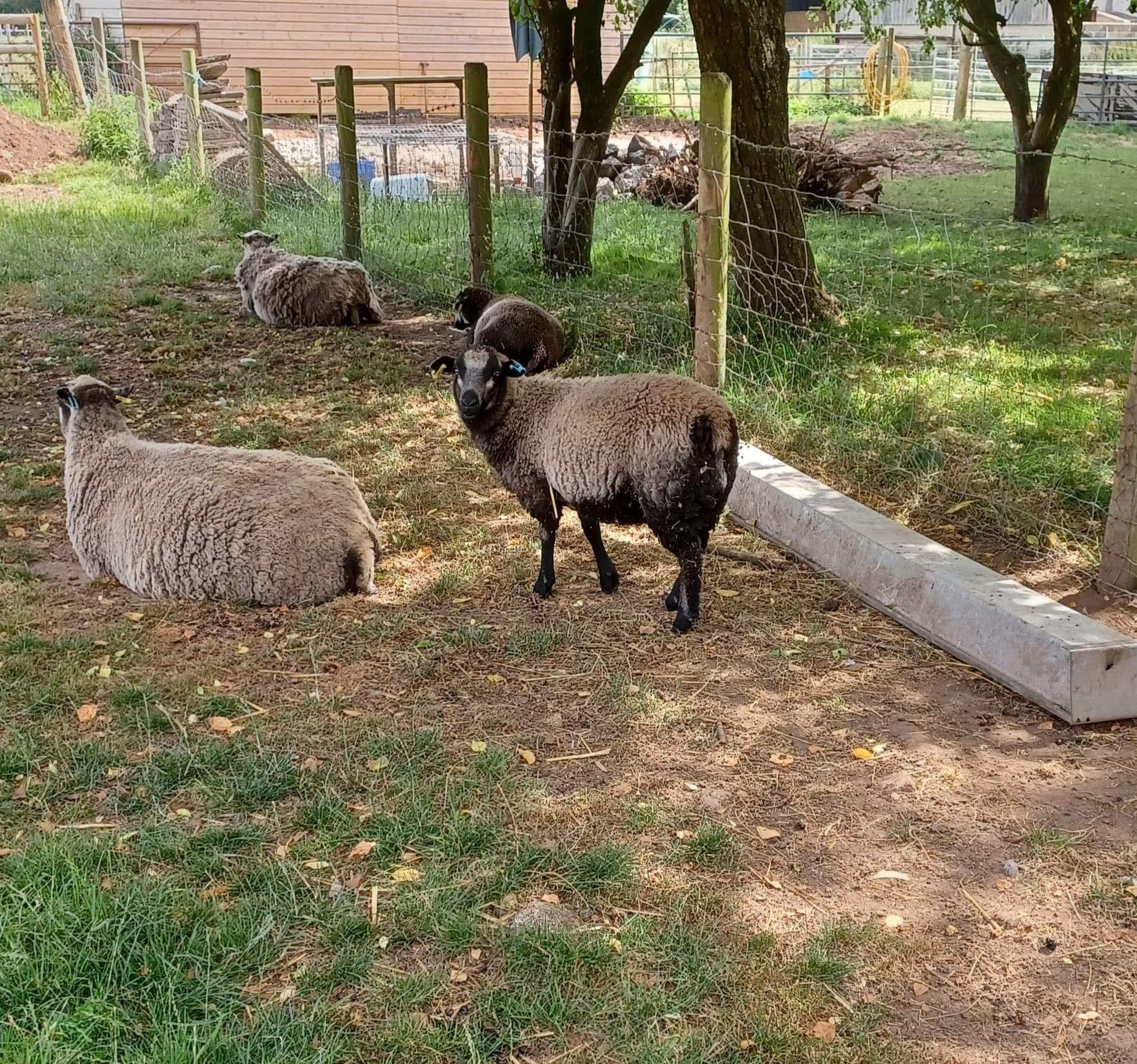 3 Ewe Lambs image 1