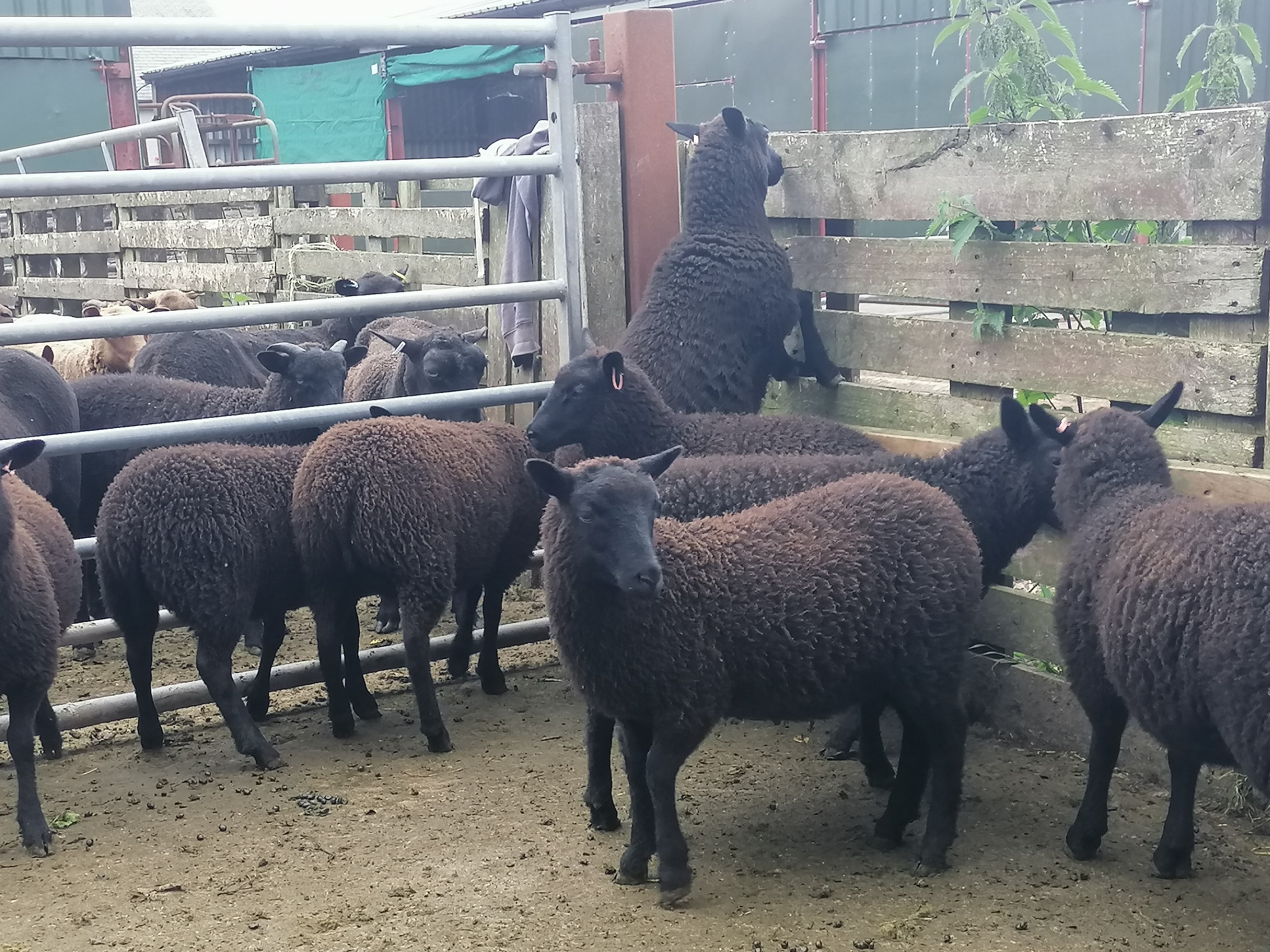 Muncaster Shetlands Shetland Sheep Society
