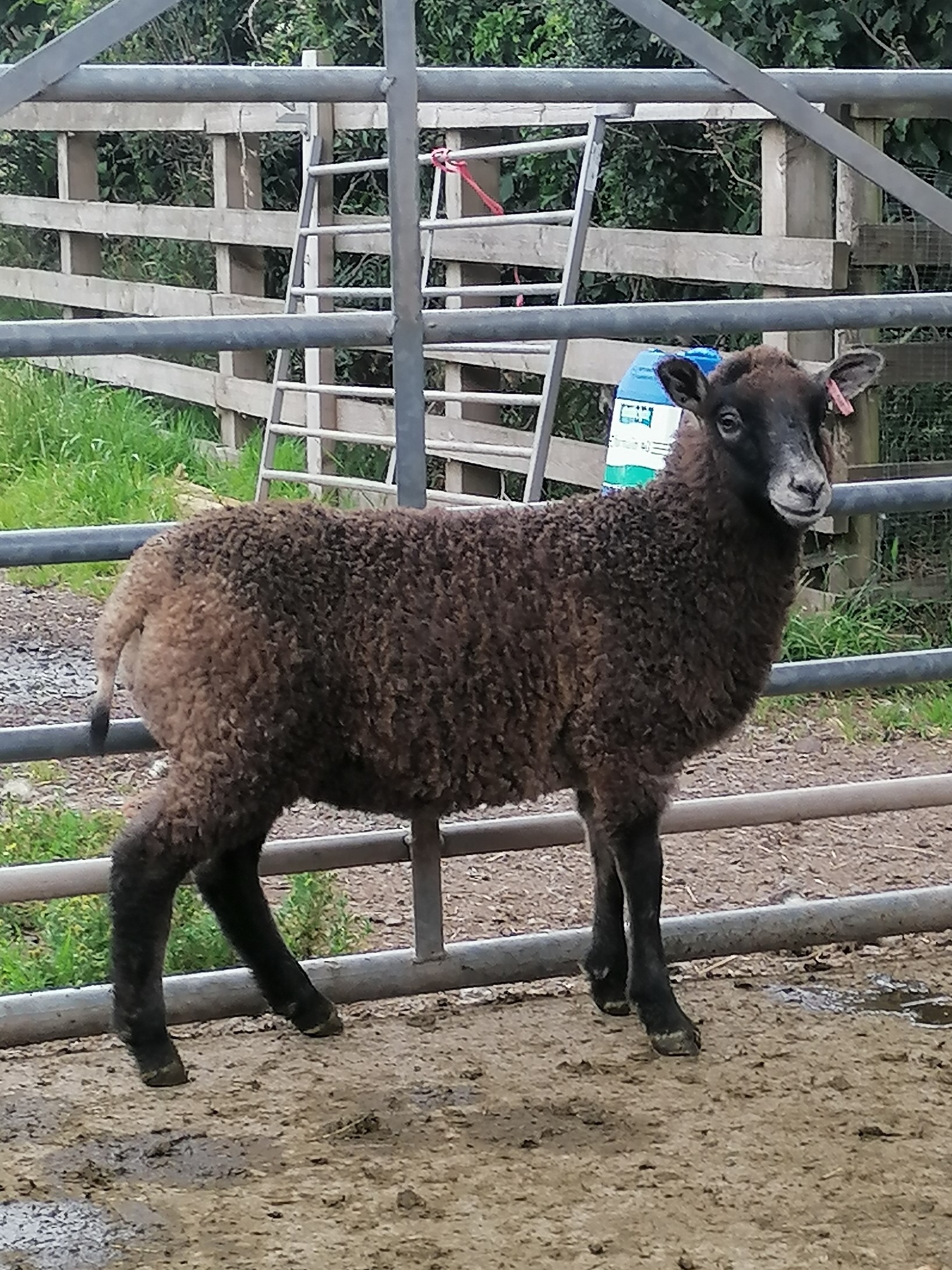 Muncaster Shetlands Shetland Sheep Society