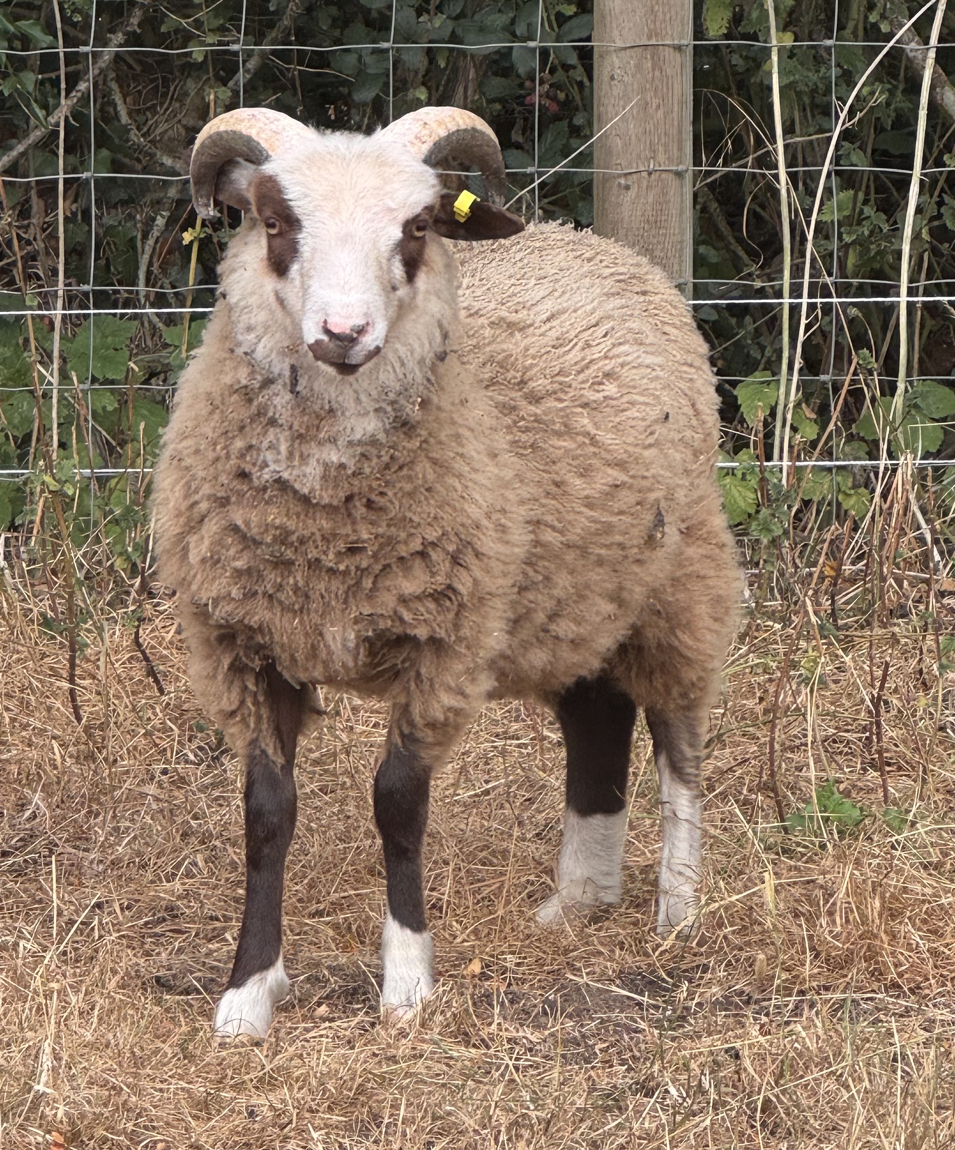 2 x Ram Lambs for sale image 1