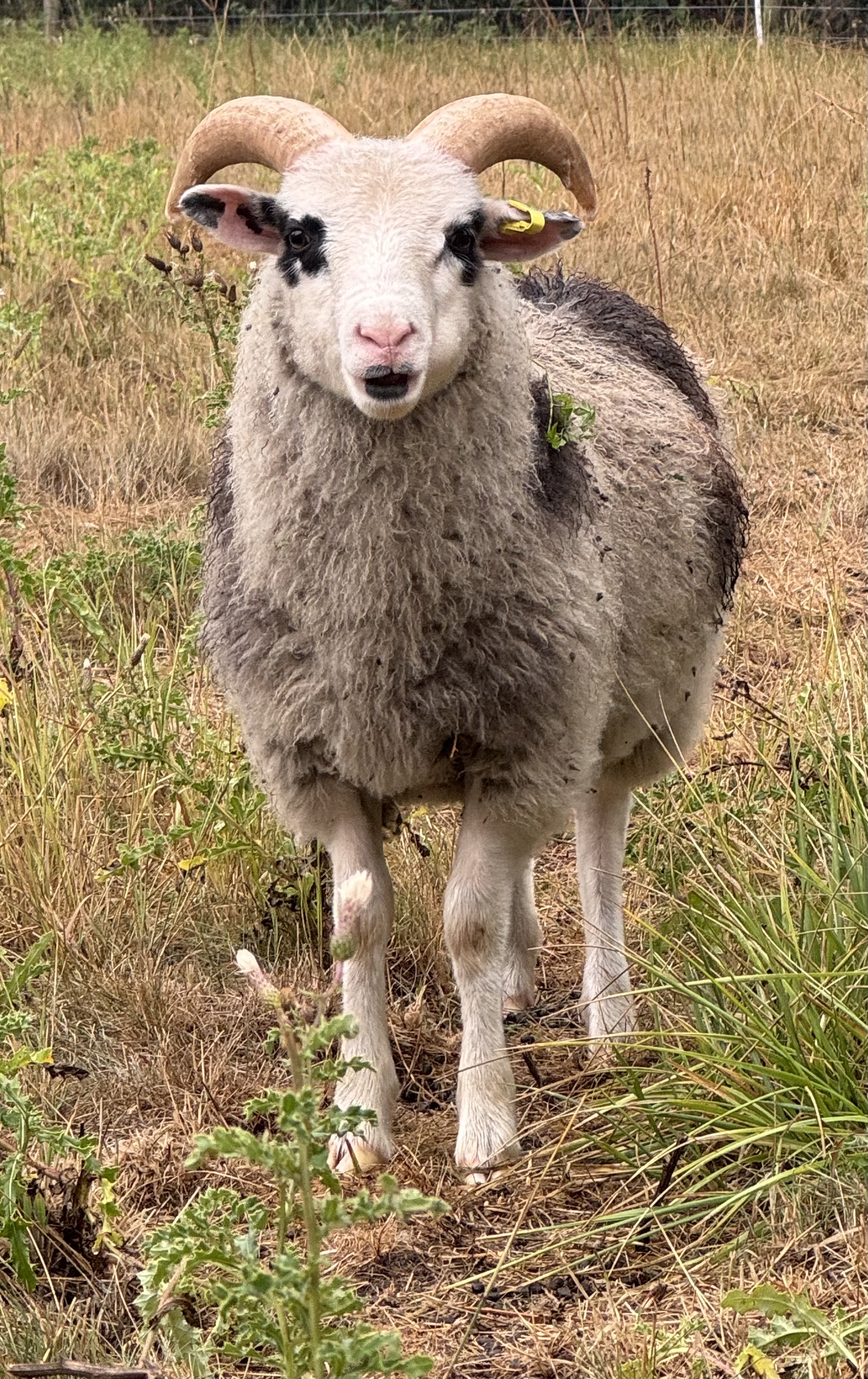 2 x Ram Lambs for sale image 2