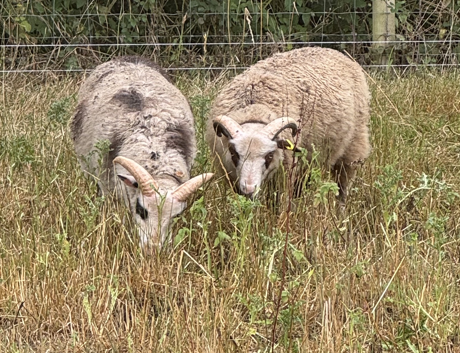 2 x Ram Lambs for sale image 3