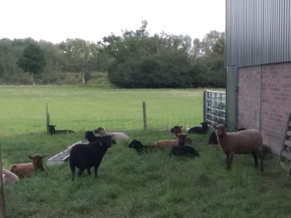 Shetland Gimmers Shearlings For Sale