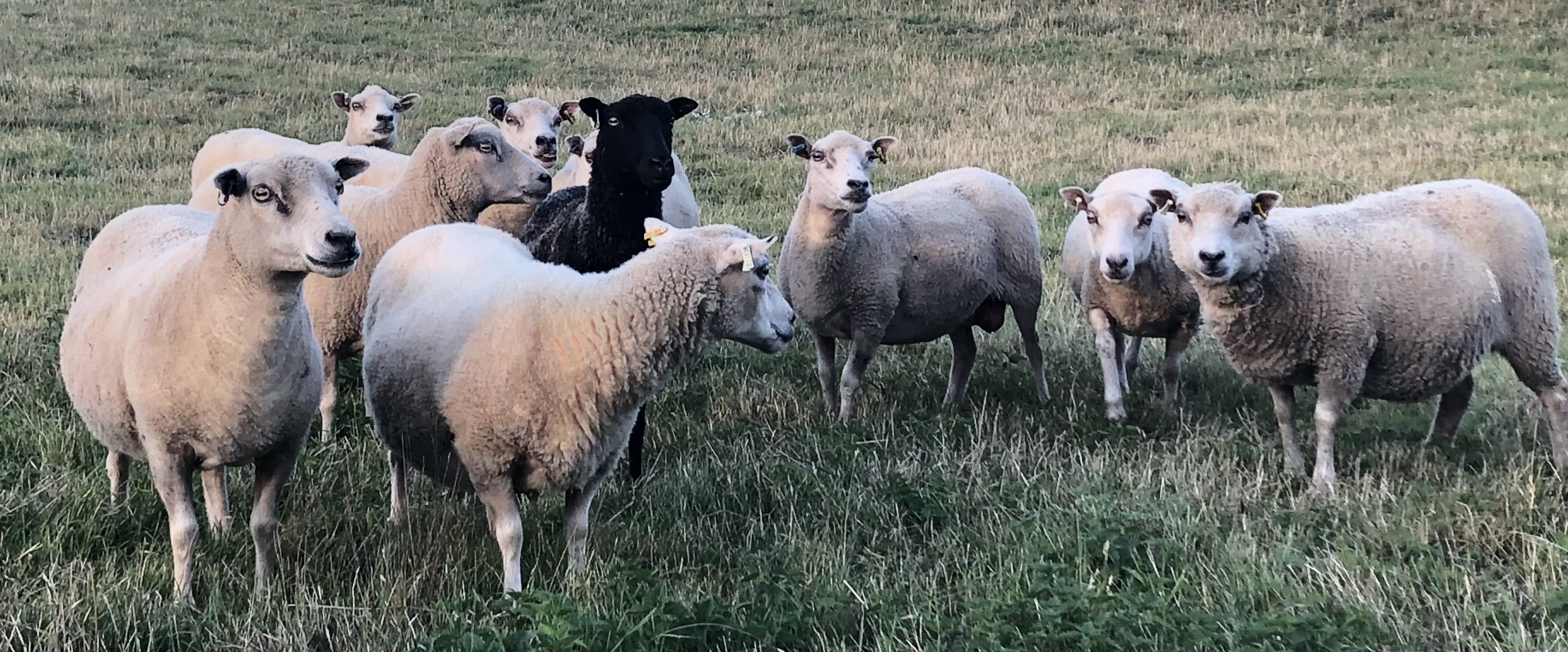 For Sale Ten Shetland Ewes