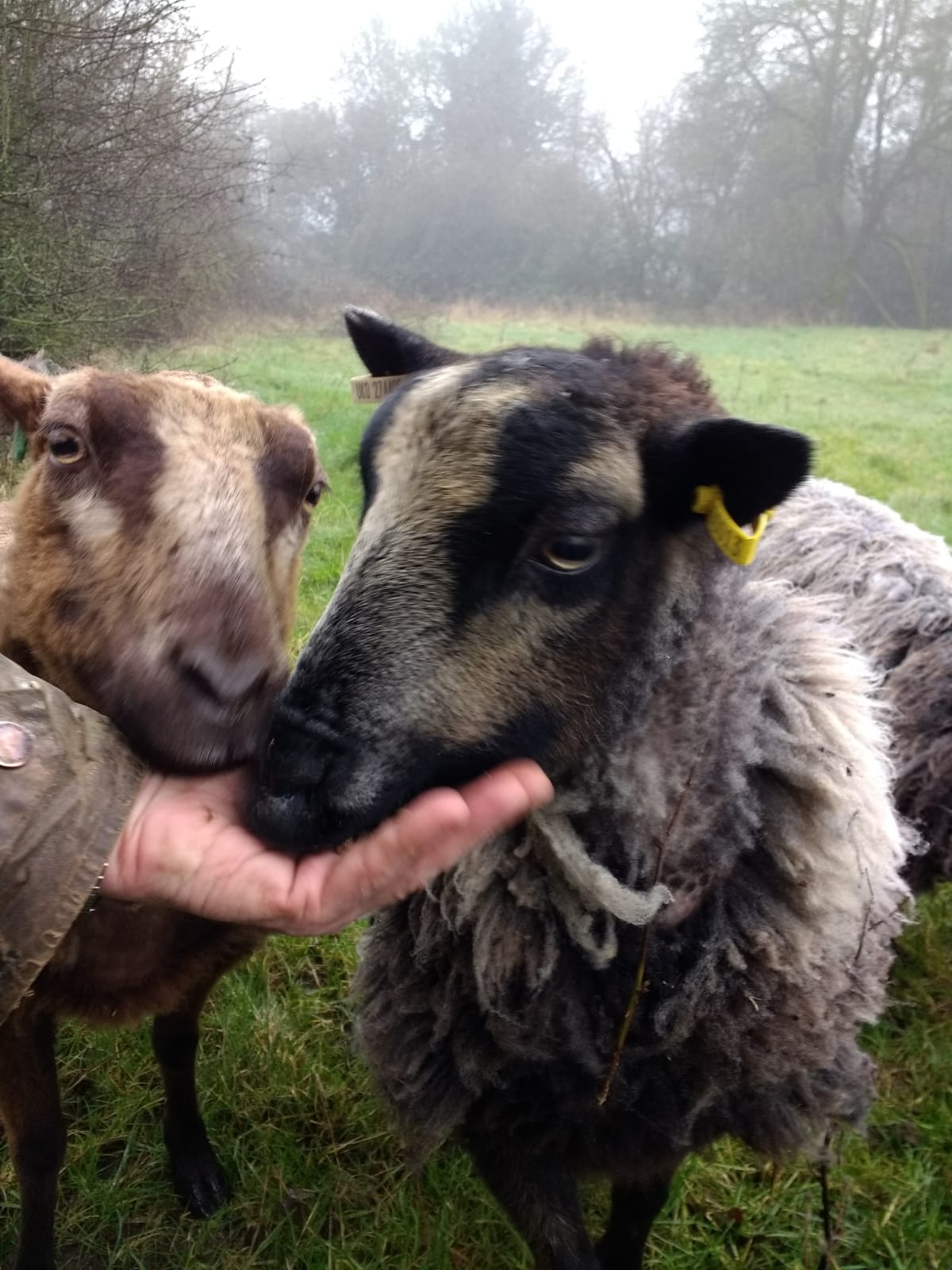 Regrettably for sale image 1