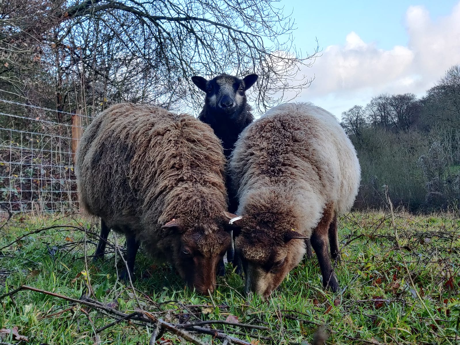 Regrettably for sale image 2