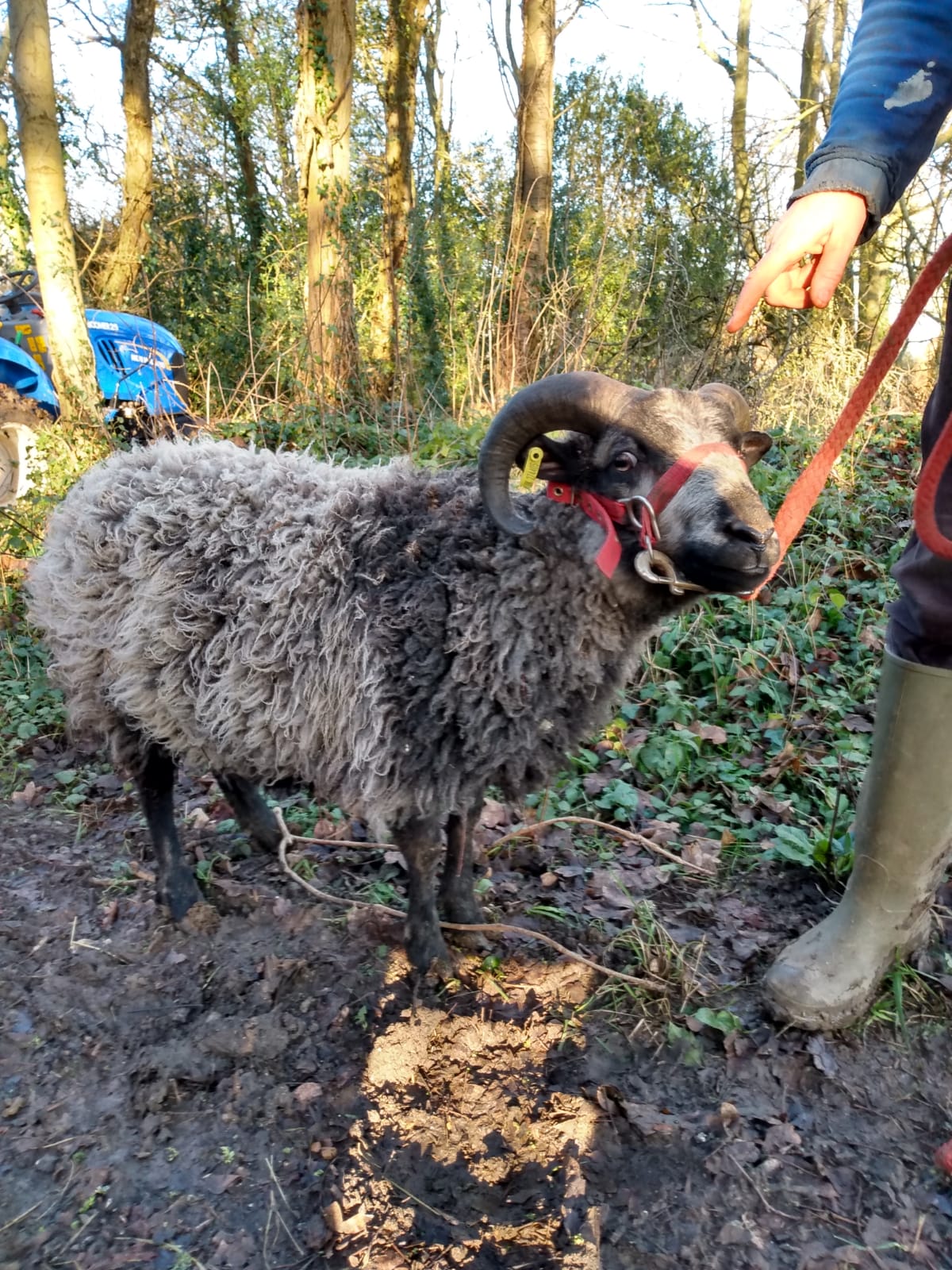 Regrettably for sale image 3