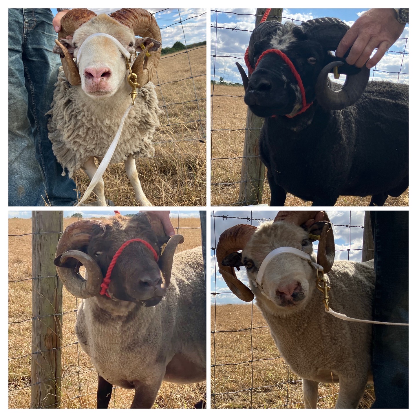 8 Registered 2 year old Shetland Rams for Sale image 1