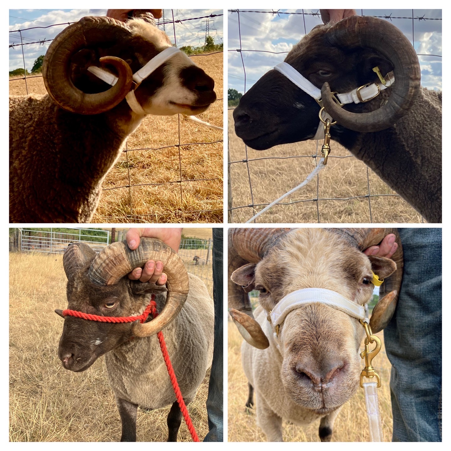 8 Registered 2 year old Shetland Rams for Sale image 2