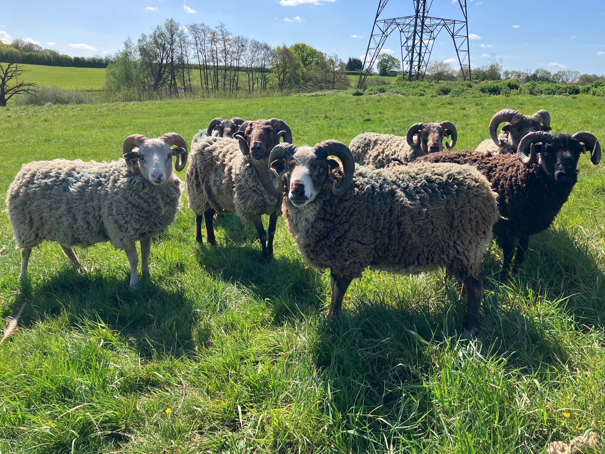 8 Registered 2 year old Shetland Rams for Sale image 3