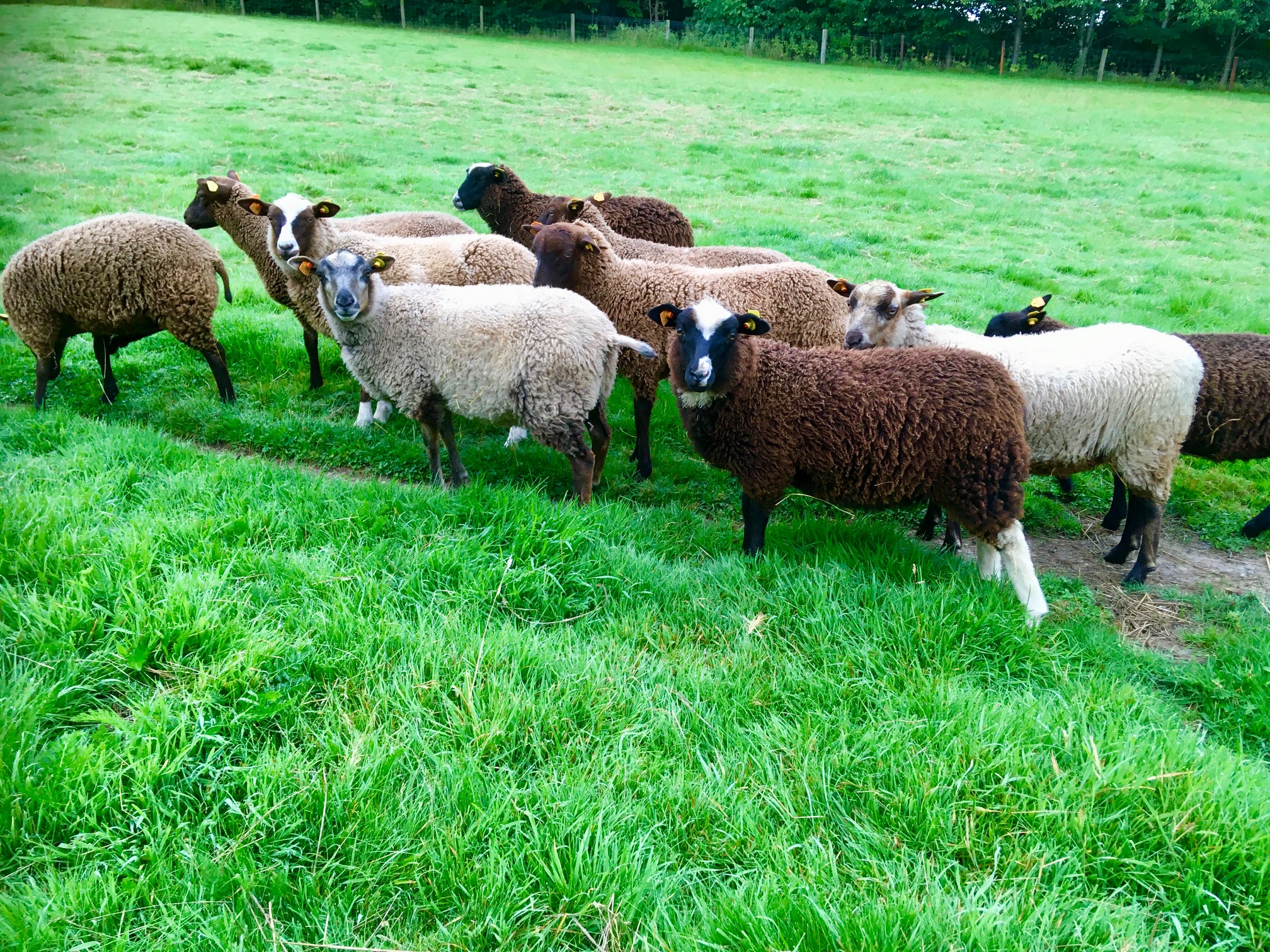 Apshill and Mandeville Flocks image 3